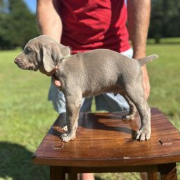 Weimaraner Puppies from Georgia Line Weimaraners