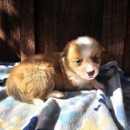 Hughie - Red male Pembroke Welsh Corgi puppy in Castle Rock, Washington from Heckman Corgis