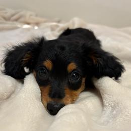 Akc boy 1 - Black and tan male Dachshund puppy in Yuma, Arizona from M's puppy love
