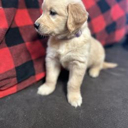 Golden Retriever and Labrador Retriever Puppies from Storm Chasers Retrievers