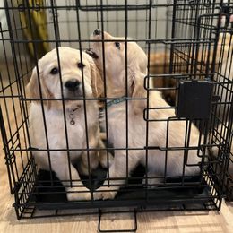 Golden Retriever Puppies from Renko Kennel