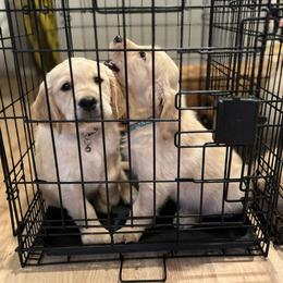 Golden Retriever Puppies from Renko Kennel