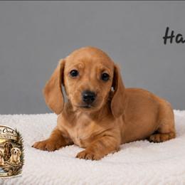 Ember - Red female Dachshund puppy in Greenfield, Ohio from Buck Run Creek Dachshunds