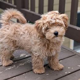 Bernedoodle, Cavapoo, Havanese, and Havapoo Puppies from Lady Paws Puppies - Cassie