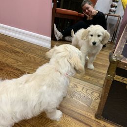 Goldendoodle Puppies from Doodlebloom Farm