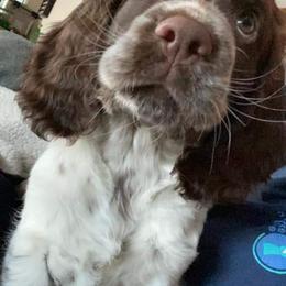 English Springer Spaniel Puppies from South Fork Springers