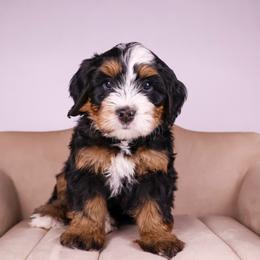 Taylor - Tri-color female Bernedoodle puppy in Saratoga Springs, Utah from Saratoga Springs Doodles