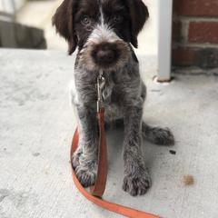 German Wirehaired Pointer Puppies from Afterhours German Wirehaired Pointers