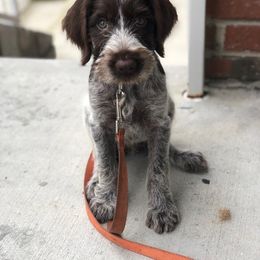 German Wirehaired Pointer Puppies from Afterhours German Wirehaired Pointers