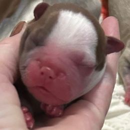 Maple - Red female Boston Terrier puppy in Peru, Indiana from Angie's Little Bostons And Frenchies