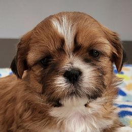 Lucy - Red and white Shih Tzu puppy in Wolcottville, Indiana from Ducky's Doodles