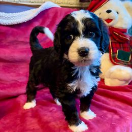 Flint - Tri-color male Bernedoodle puppy in Royse City, Texas from Platinum Bernedoodles of Texas
