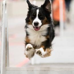 Australian Shepherd All Grown Up from Artemisia Aussies