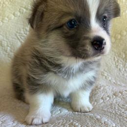 Blue Collar Boy - Red male Pembroke Welsh Corgi puppy in Thompsonville, Michigan from Braidwood Corgis