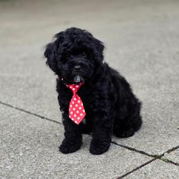 Boy1 - Black and white male Cavapoo puppy in Medina, Ohio from Momma's Minis