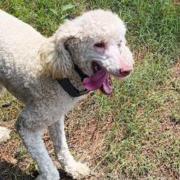 Roxie - Poodle