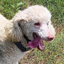 Roxie - Poodle