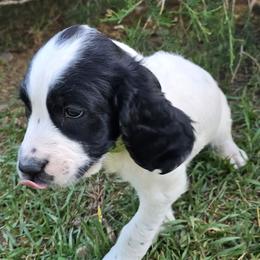 Angel - White and black male English Springer Spaniel puppy in Palisade, Colorado from Bigfoot's Kennel