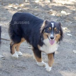 Oakie - Australian Shepherd