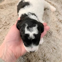 Bernedoodle and Poodle Puppies from SoFun Doodles & Poodles