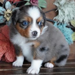 Girl 1 - female Miniature Australian Shepherd puppy in Lawton, Oklahoma from Lindsey’s Aussies