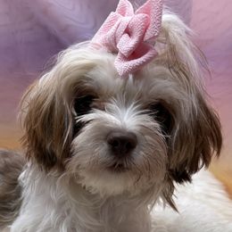 Goldendoodles, Morkies, and Poodles from Classy Curl Poodles, Morkies & doodles