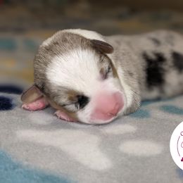 American Corgi and Pembroke Welsh Corgi Puppies from Chloe's Colorful Corgis