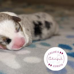 American Corgi and Pembroke Welsh Corgi Puppies from Chloe's Colorful Corgis
