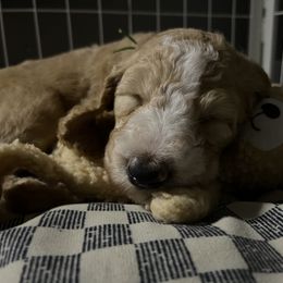 Goldendoodle Puppies from Zany Doodlez