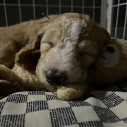 Goldendoodle Puppies from Zany Doodlez