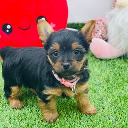 Sadie-pink 1500 - Black and tan female Yorkshire Terrier puppy in Douglas, Georgia from Heartland small breeds