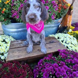 Girl 1 - Liver and white female German Wirehaired Pointer puppy in Potosi, Wisconsin from Point and Flush Gun Dogs