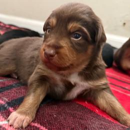 Ariel - Red tri-color female Australian Shepherd puppy in East Hartford, Connecticut from CT Aussies