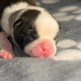 Grey Ribbon Boy - Black brindle and white male Boston Terrier puppy in Cedar Hill, Texas from Baldwins Boston Terriers