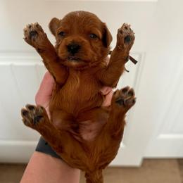 Brown - Red  male Goldendoodle puppy in Fruita Colorado, Colorado from Oodles of Teacup Doodles