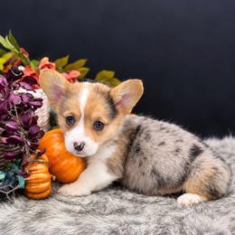 Sky - Sable merle and white female American Corgi puppy in Missouri from Country Legends Aussies & Corgis
