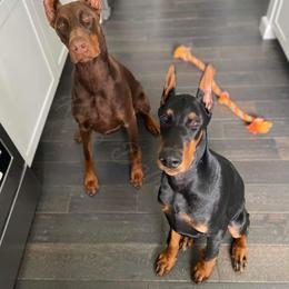 Doberman Pinscher Puppies from KB's Dobermans