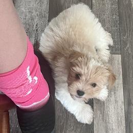 Remi's little boy - Parti male Yorkshire Terrier puppy in Hardeeville, South Carolina from Pups of the Lowcountry