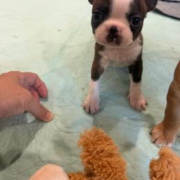 Clover - Fawn male Boston Terrier puppy in Wellington, Ohio from Twist of Faith Farms