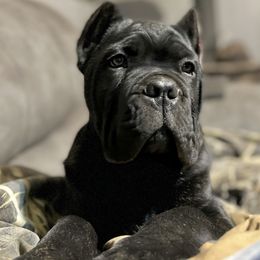 Cane Corso Puppies from Ridge Top Cane Corso