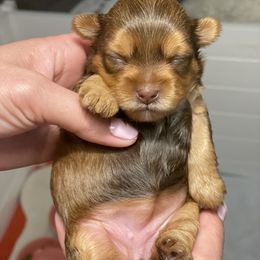 French Bulldog and Yorkshire Terrier Puppies from Casa De Silva LLC