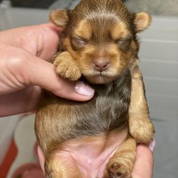 French Bulldog and Yorkshire Terrier Puppies from Casa De Silva LLC