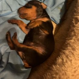 Miniature Pinscher Puppies from RisingStar Miniature Pinschers