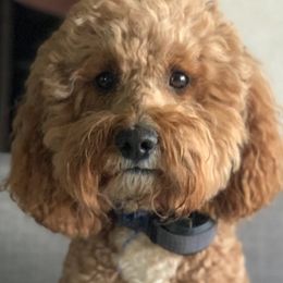 Archie - Goldendoodle