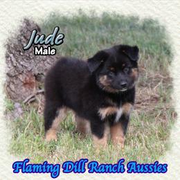 Jude - Black tri male Miniature Australian Shepherd puppy in Forestburg, Texas from Flaming Dill Ranch Aussies