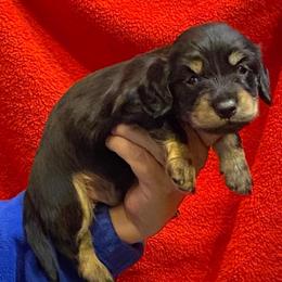 Pepe AKC full rights - Black and tan male Dachshund puppy in Elizabethtown, Kentucky from Teeny Tiny Puppy Tails