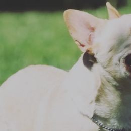 French Bulldogs from Frenchies Of Jewels
