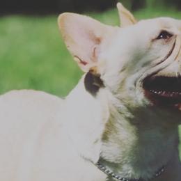 French Bulldogs from Frenchies Of Jewels