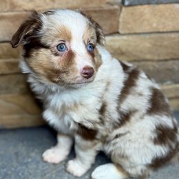 Hickory - Red merle male Miniature Australian Shepherd puppy in Mc Lean, Illinois from Kickapoo Creek Toy & Mini Aussies