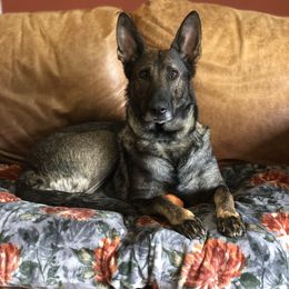 Mika - German Shepherd